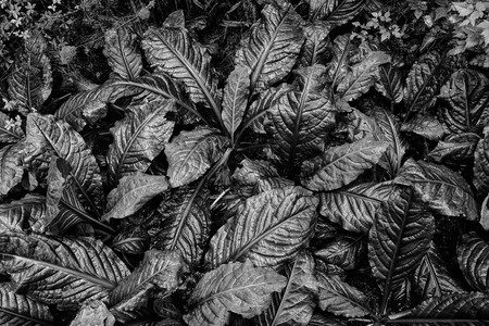 Skunk Cabbage