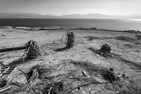Dead Sea Dying [2]
