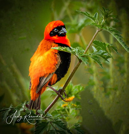 Beauty in Orange