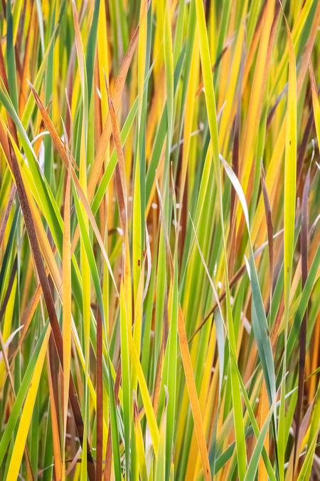 Backlit Autumn Reeds
