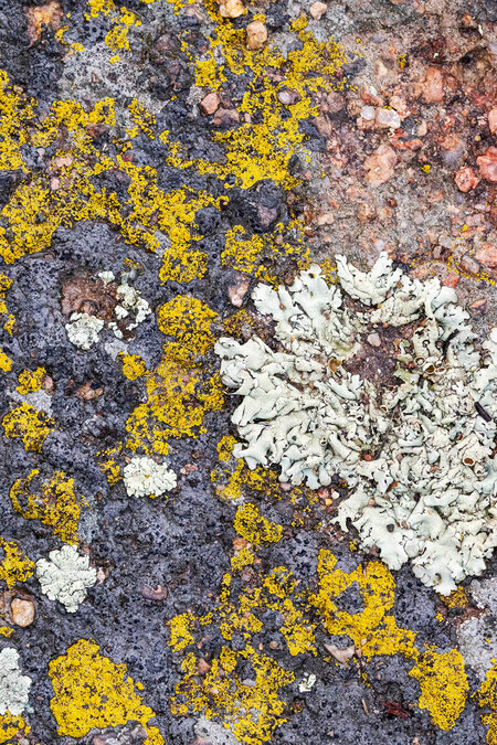 Lichen on Rock