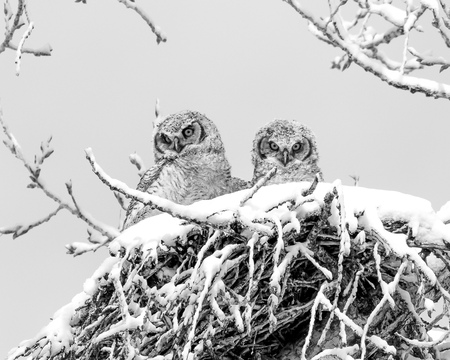 Guardian Angels