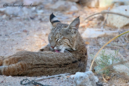 Morning Grooming 