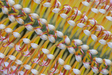 Banksia buds