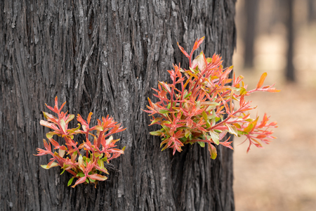 Sydney Peppermint tree recovering from fire