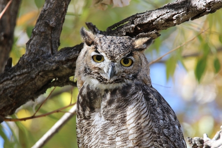 Great Horned Owl 