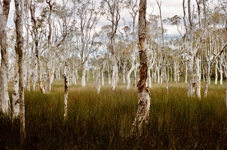 Through the dying swamp 