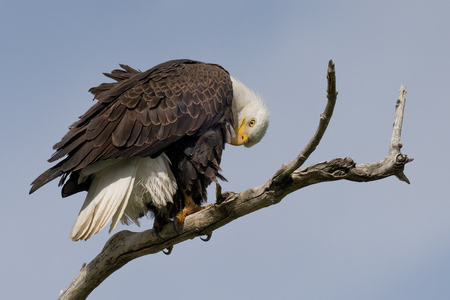 Eagle Peaking