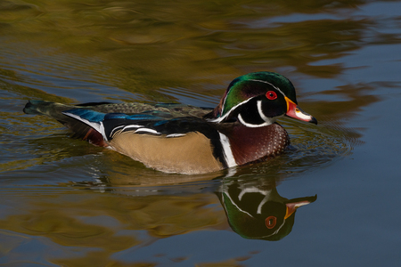 Wood Duck Reflection