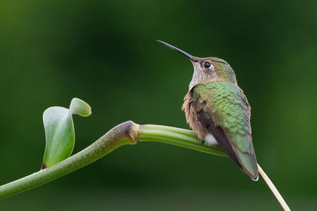 Broad-tailed Hummingbird On Guard