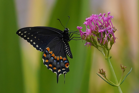 Black Swallowtail