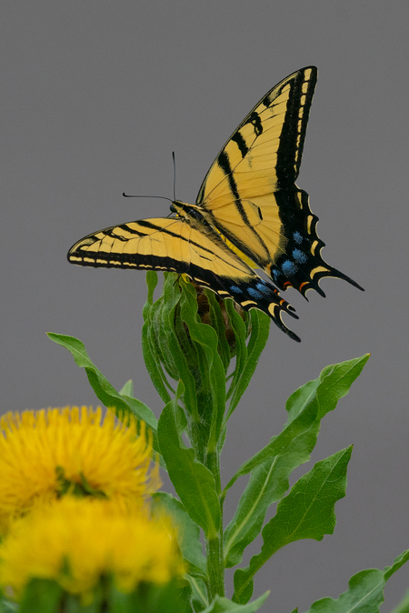 Two-tailed Swallowtail