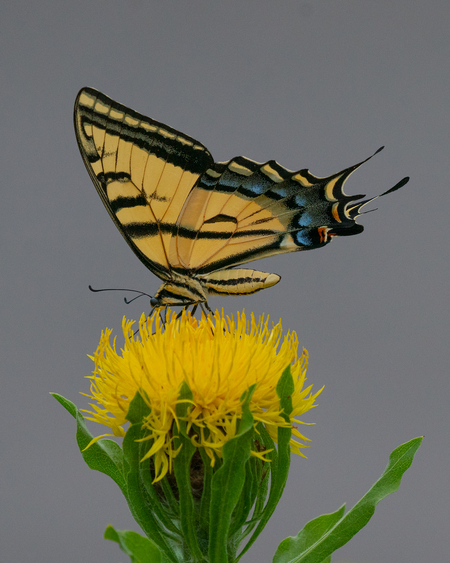 Two-tailed Swallowtail