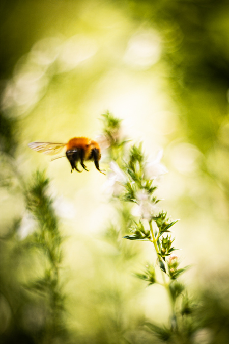 Blooming Bumblebee