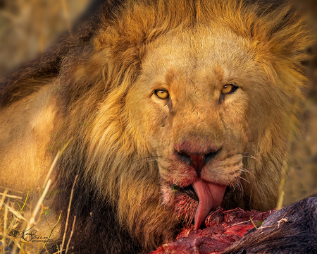 African Lion Captures Dinner