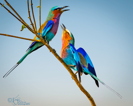 Two Lilac-breasted Roller Birds