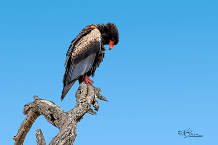 Bateleur, an African Eagle