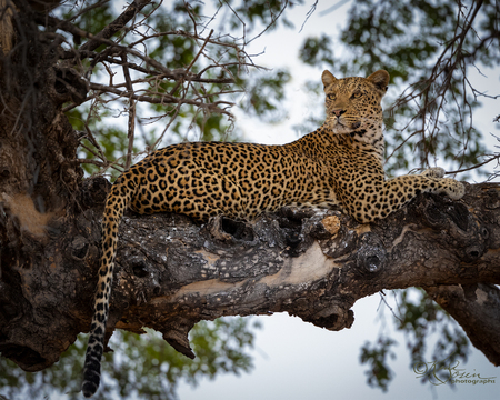 Leopard Wakes Up