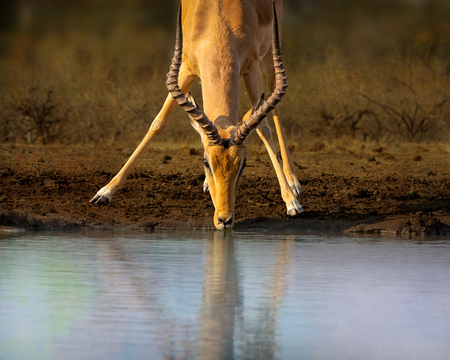 Thirsty Impala from Eye Level