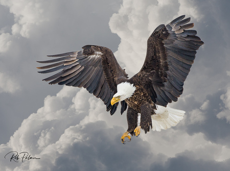 RobPalmer_Wildlife_eagle.jpg