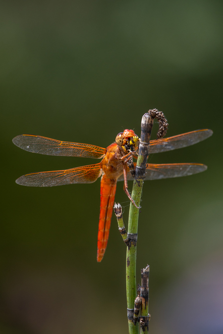 A Dragonflies Meal