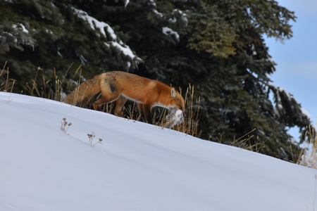 The Fox and the Rabbit