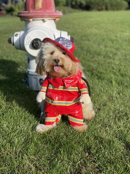 Firepup Peppino