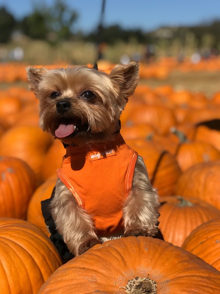 Lexi The Pumpkin Girl