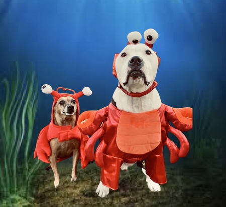 He’s Your Lobster