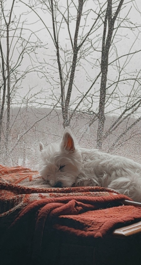 Willow