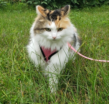Queenie Zelda 