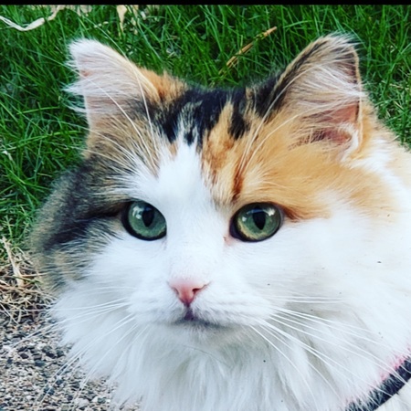 Queenie Zelda 