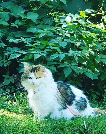 Queenie Zelda 