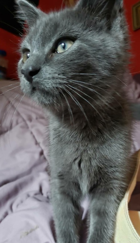 Luma