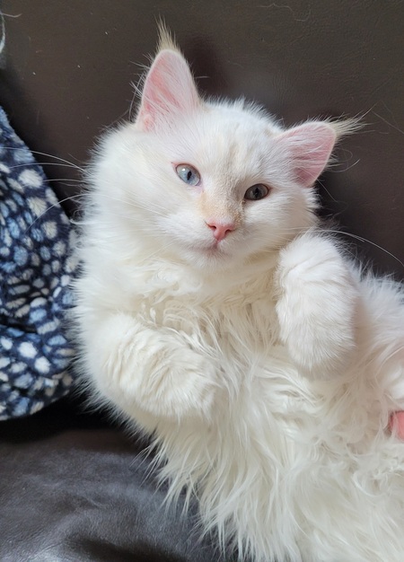 Willow