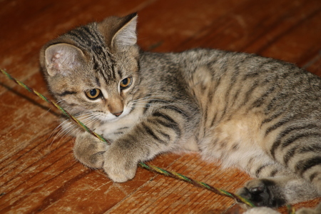 Maggie