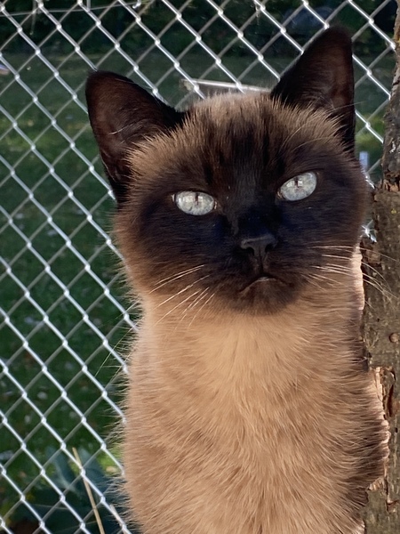 Mocha