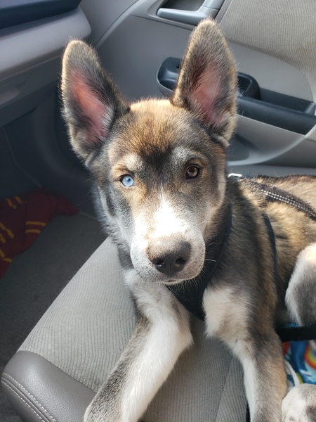 Entry image for Loki. Clicking this image will show a larger photo