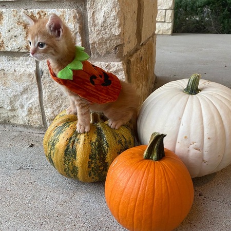 Pumpkin