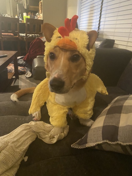 Captain Milo Chicken