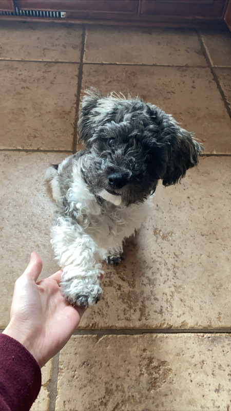 Georgie