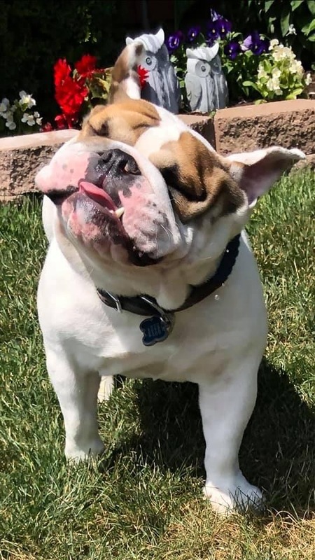 Nigel