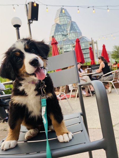 Koda