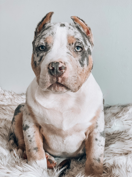 Lux