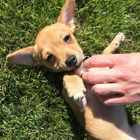 Misha