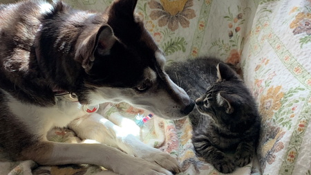 Jack (kitten) and Kahlua (dog)