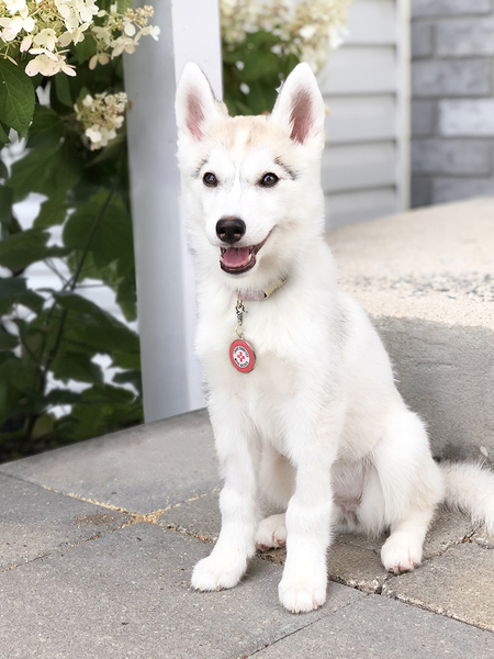 Willow
