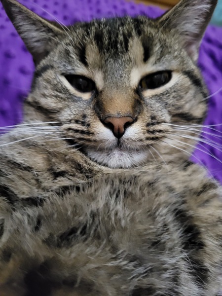 Franklin 