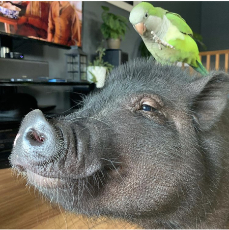 Pumbaa