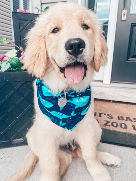 Murphy